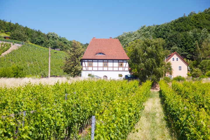idylické výlety do vinic a vinařství